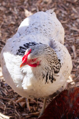 Brightly lit white chicken with black markings on its plumage, captured in an outdoor natural setting.