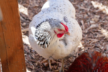 White chicken standing among wood chips outside in a barnyard setting, with natural light showcasing the poultry and its surroundings, providing a typical farm scene featuring its beauty.