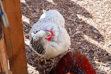 Close-Up of White Hen in Farmyard Environment on Sunny Day