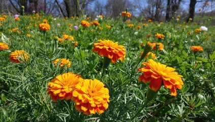 Stunning marigold blossoms set against a natural backdrop