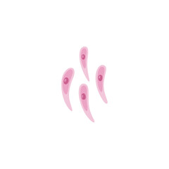 Toxoplasmosis illustration