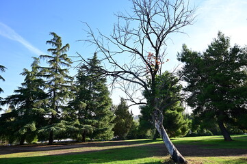 Autumn leaves on trees in a park
