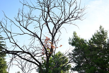 Autumn leaves on trees in a park