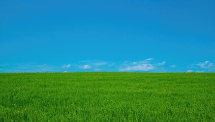 Obraz premium Lush grassy meadow under a clear blue sky