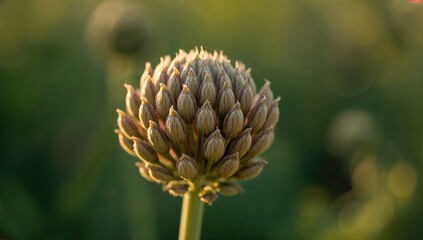 Large Burdock Flower Buds Prior to Blooming