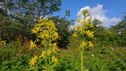 Lovely yellow Cassia Surattensis blossoms against a garden backdrop