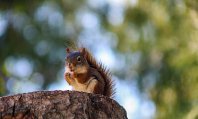 Red Squirrel on Tree Stump &ndash; Close-Up Wildlife Portrait in Nature