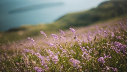 Soft focus on beautiful violet wildflowers in a hillside setting