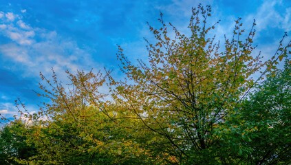Fototapeta premium Maple's vibrant green foliage set against a clear blue fall sky.