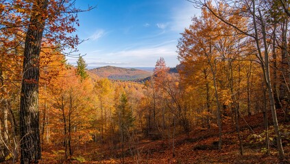 Fototapeta premium Woods in Fall with Leaves Beginning to Turn Hues
