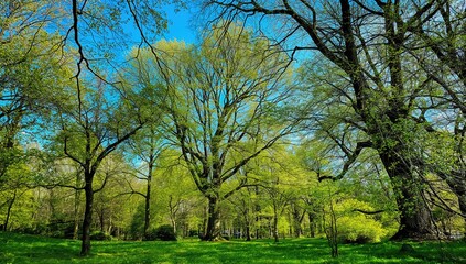 Fototapeta premium Lush spring landscape featuring a solitary tree