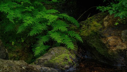 Obraz premium Close-up of lush green fern leaves beside rocky terrain