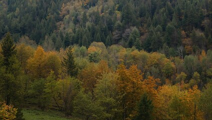 Fototapeta premium Stunning autumn scenery of a thick woodland with vibrant foliage and clear sky
