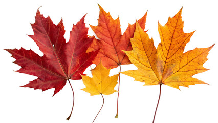 Obraz premium Autumn leaf fall with vibrant maple leaves cut out on PNG. AI GENERATED. 