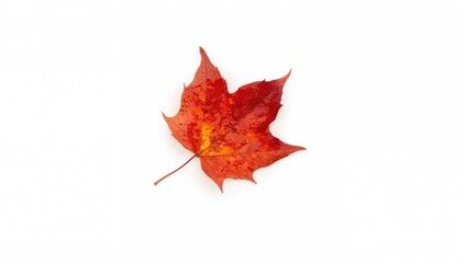 Fall Foliage Isolated on Bright Surface