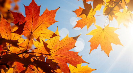 Low-angle shot of orange maple leaf against the blue sky, sunlight, representing autumn season, fall foliage, Thanksgiving, October, November