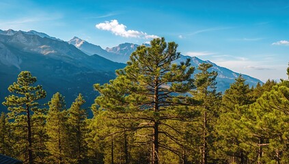 Stunning pine forests set against towering mountain peaks