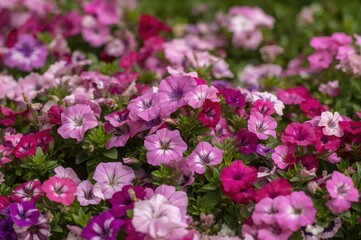 Obraz premium A lively and vivid flower bed bursting with petunias in multiple hues, showcasing a bright and joyful floral arrangement