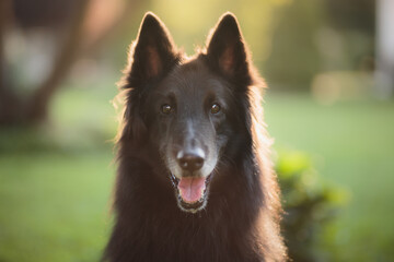 old black groenendael belgian shepherd dog sitting in a garden looking happy