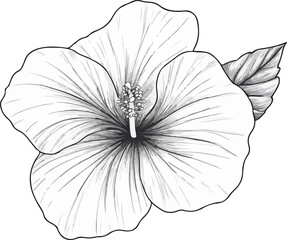 Fototapeta premium detailed hibiscus flower line art illustration