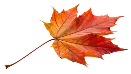 Fototapeta premium Autumn leaf fall maple vibrant leaves cut out on PNG. AI GENERATED.