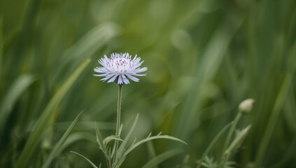 A blue Centaurea cyanus flower stands out amid lush green grass