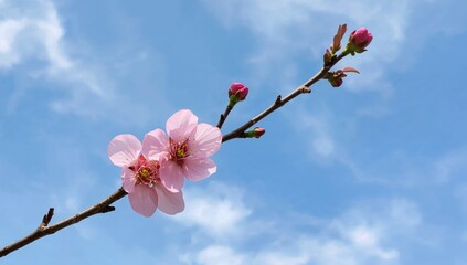 Two pink blossoms on a flowering tree limb set against a clear blue sky