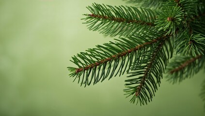 Obraz premium Close-up of green pine branches with a winter theme