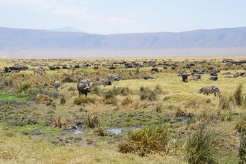 Africa, Tanzania, Ngorongoro, buffaloes & zebras beautiful view