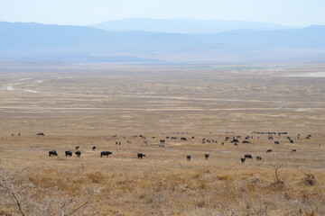 Africa, Tanzania, Ngorongoro, buffaloes & zebras