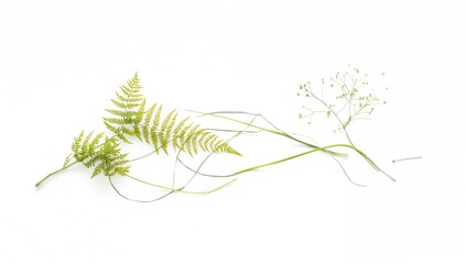 Obraz premium Single fern and grass on a white backdrop