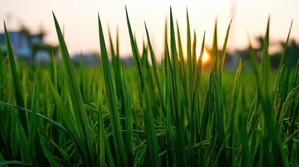 Obraz premium Close-up View of Lush Green Rice Plants at Sunset with Soft Horizon and Natural Light Creating a Serene Rural Landscape Scene