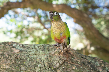 The cute parrot on the tree