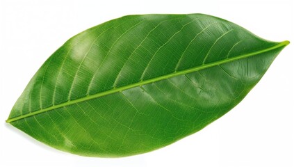 Isolated green leaf with clipping path on white background, tropical plant known for air toxin absorption, Epipremnum aureum species
