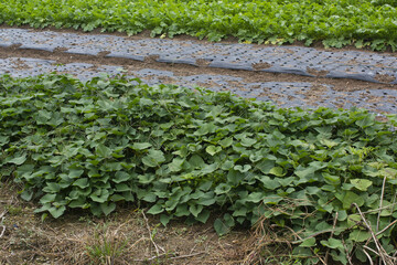 This is a close-up of a sweet potato field.