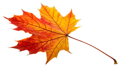 Obraz premium Autumn leaf fall in flying maple vibrant leaves cut out on PNG. AI GENERATED.