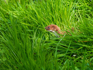 Weasel Alert in Long Grass