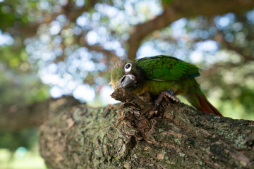 The cute parrot on the tree