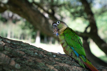 The cute parrot on the tree
