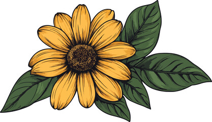 african daisy flower and leaves