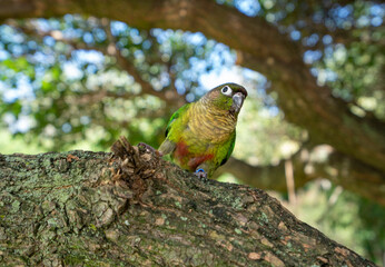The cute parrot on the tree