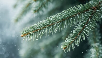 Close-up of a soft fir tree twig with shallow depth of field. Holiday-themed background with ample space for text.