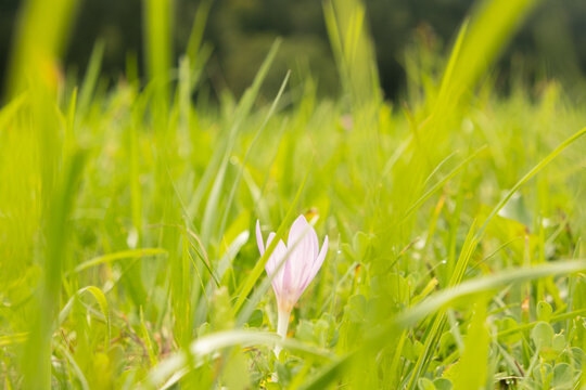 Beautiful Colchicum Speciosum Flower in Closeup