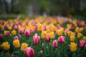 Obraz premium Blurred backdrop of vibrant tulip blossoms in pink and yellow amid rich green leaves.