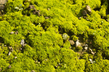 A close-up of moss and stones.