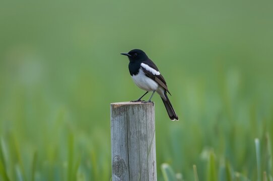 A small black and white bird is perched on a wooden post in a grassy field, with a blurred green background creating a serene setting. - Powered by Adobe