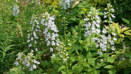 Blooming angelonia plants in a lush garden setting