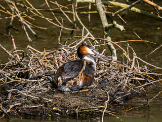 Great Crested Grebe Sitting on a Nest