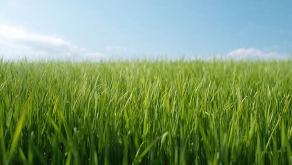 Obraz premium A stunning green meadow backdrop