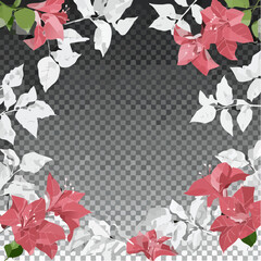 Vibrant fuchsia pink bougainvillea flowers with green leaves frame on dark backdrop for design isolated on transparent background